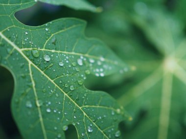 yaprak üzerinde yağmur damlaları.