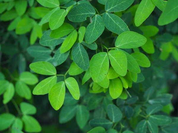 Fondo Hoja Verde Conceptos Naturales — Foto de Stock