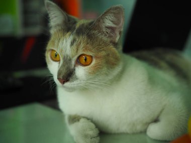 Sarı gözlü beyaz bir kedi yalan söylerken bir şeye bakıyor..