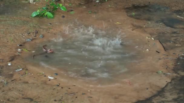 Lluvia Golpeó Suelo — Vídeo de stock