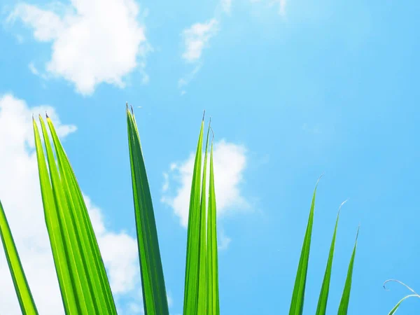 Hojas Verdes Cielo Azul — Foto de Stock