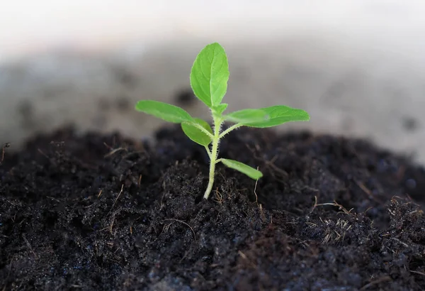 Small Trees Growing Black Soil Blurred Background Stock Photo