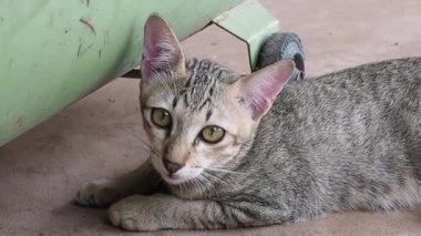 Bir kedinin portresi.