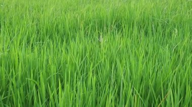 Rüzgarda yeşil pirinç.