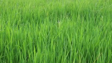 Rüzgardaki yeşil pirinç sapları..