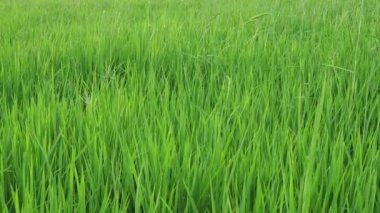Rüzgarda yeşil pirinç.