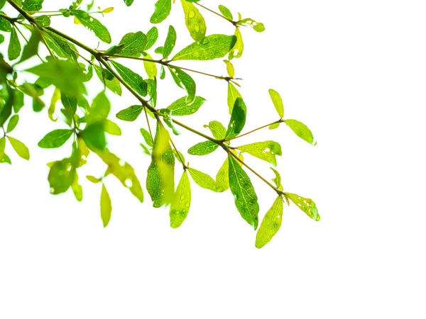 Folhas Verdes Ramos Fundo Branco Para Textura Ambiente Conceito Dia — Fotografia de Stock