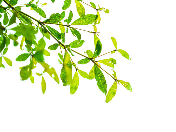 Green Leaves And Branches On White Background For  Environment Texture .Earth Day Concept. Environment concept.