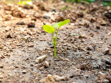 Çevre kavramının temelinde büyüyen küçük ağaçlar.