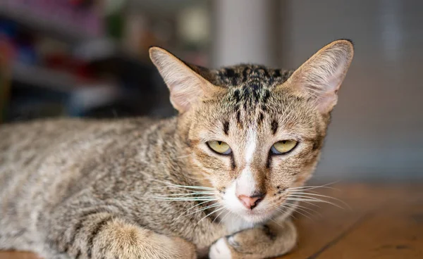 Gato Está Uma Cama Madeira Está Olhando Para Câmera — Fotografia de Stock