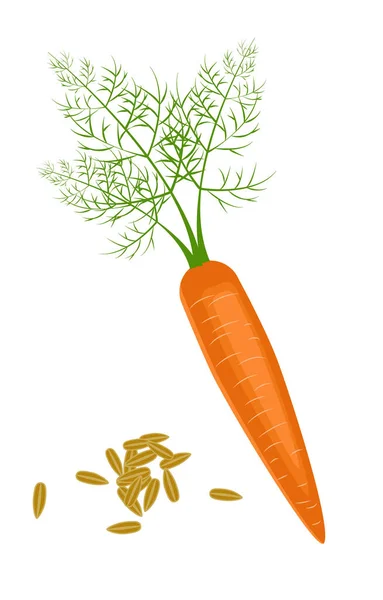 Carrot Seeds Fresh Juicy Carrot Isolated Side View Close Vector — Stock Vector