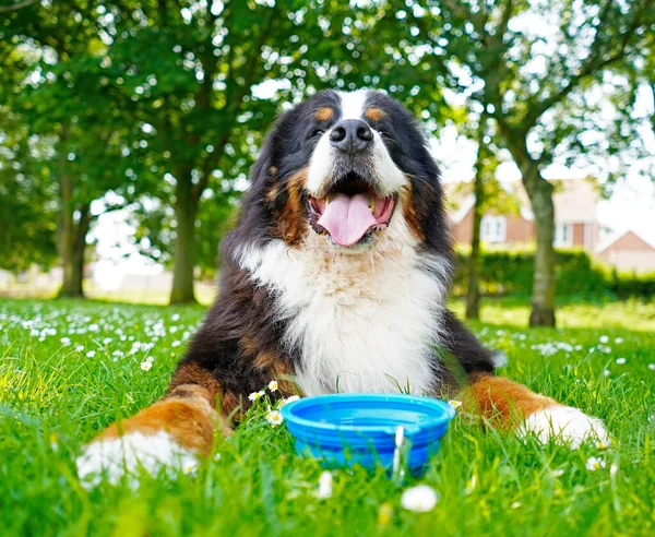 Retrato Bernese Mountain Dog Parque Amigable Para Perros Caluroso Día —  Fotos de Stock