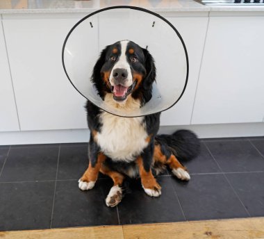 Genç Bernese Dağ Köpeği, utanç konisi içinde mutfakta oturuyor. 