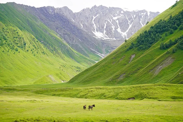 Krajina Zeleného Horského Údolí Dálce Dva Oslové Truso Valley Kavkaz — Stock fotografie