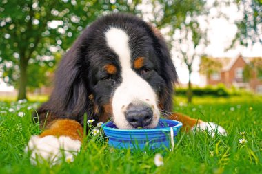 Bernese Dağ Köpeği köpek parkında mavi silikon kaseden su içiyor.. 