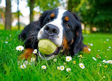 Genç Bernese Mountain Dog 'un portresi, ağzında tenis topu. Yeşil çimenlerin üzerinde, köpek dostu parkta beyaz çiçekler.. 