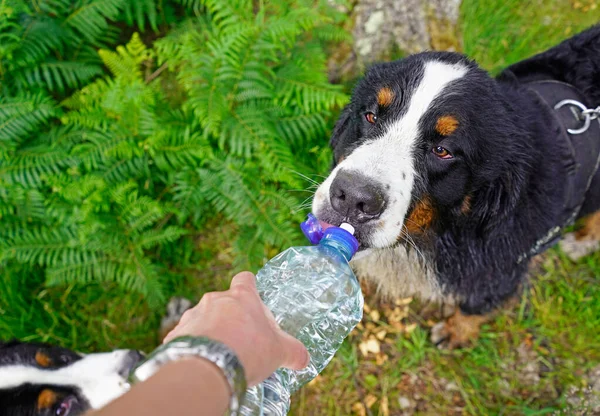 Bernese Mountain Dog drinking water from plastic bottle. outdoors in the forest.