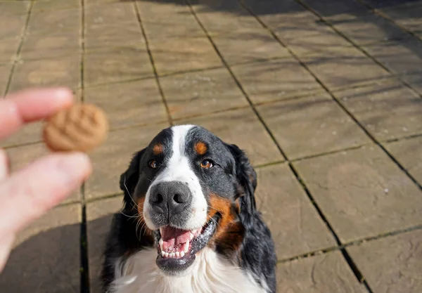 Bernese Mountain Dog Trening Posłuszeństwa Przy Użyciu Smakołyków — Zdjęcie stockowe