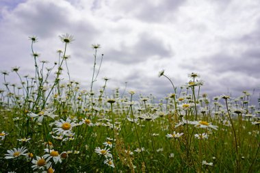 Bulutlu bir günde alçak açılı bir papatya tarlası. 