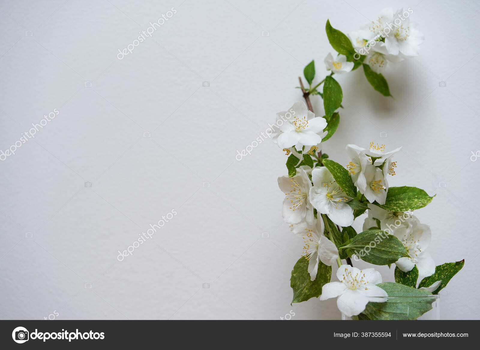 Bunga Melati Putih Dengan Latar Belakang Putih Stok Foto C Kristesoroka 387355594