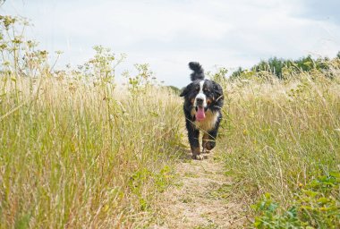 Bernese Dağ Köpeği uzun otların arasında kameraya doğru koşuyor.