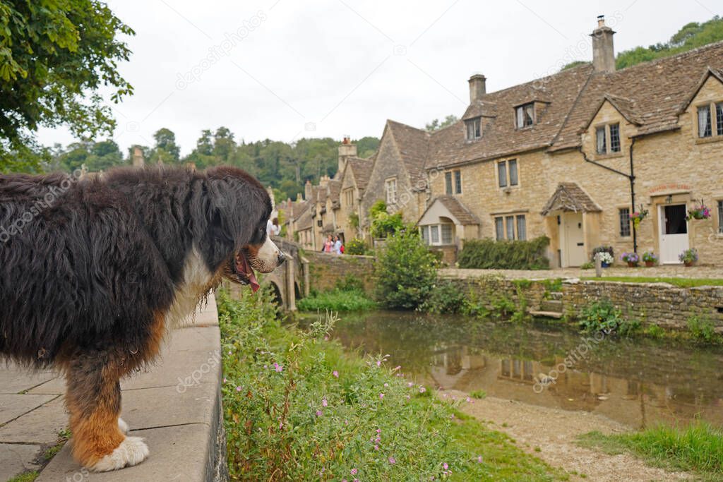 Bernese Mountain Dog looking at the river, old stone houses in the background. Castle Combe, Cotswolds, England