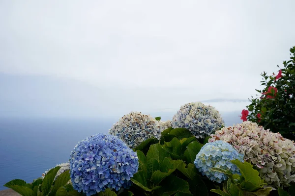 Blå Hortensia Blommor Hav Och Himmel Bakgrunden Madeira — Stockfoto