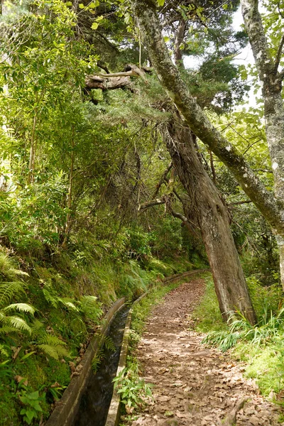 Caminho Floresta Levada Ilha Madeira — Fotografia de Stock