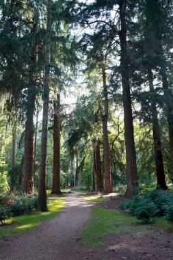 New Forest 'ta uzun ağaçlar yürüyor