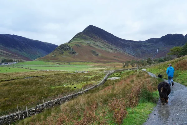 Bir Adam Iki Bernese Dağ Köpeği Buttermere Gölü Yolunda Yürüyor — Stok fotoğraf