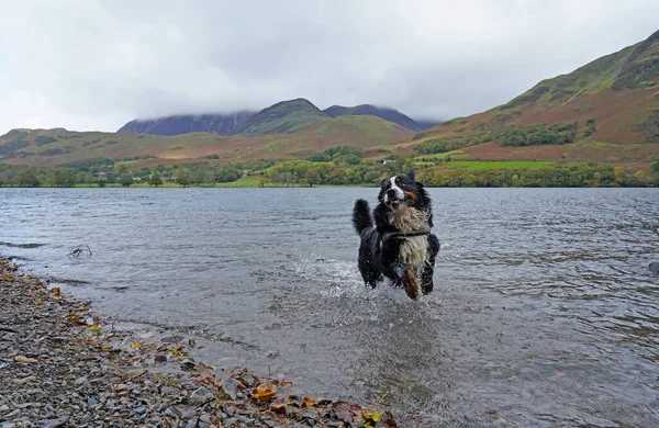 Çok Mutlu Bernese Dağ Köpeği Buttermere Gölü Nde Suya Atlıyor — Stok fotoğraf