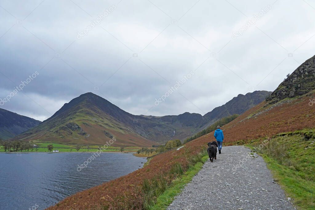 Man and two Bernese Mountain Dogs walking on the path by the lake 