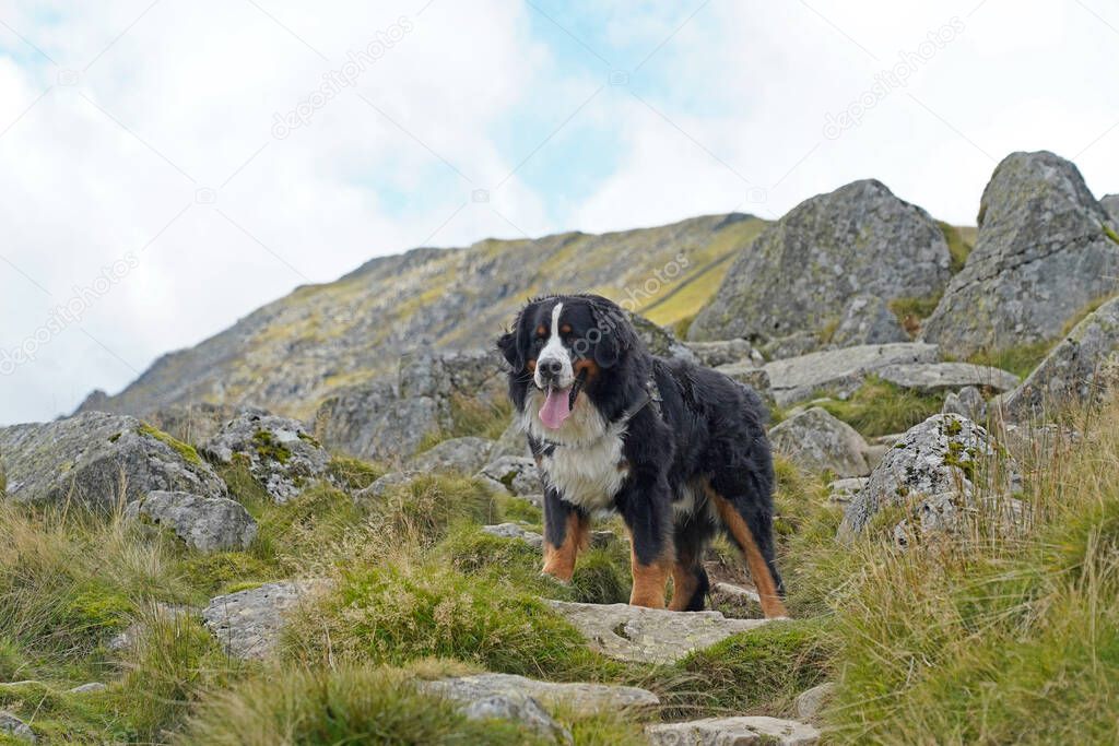 Bernese Mountain Dog standing in the mountains, Lake District 
