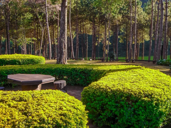 Vintage forest Picture in Thailand.