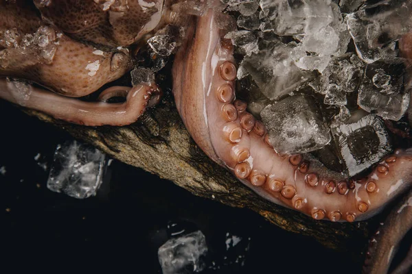 Whole Raw Octopus Stone Table — Stock Photo, Image