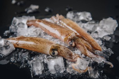 Koyu granit zemin üzerinde taze çiğ mürekkep balıkları..