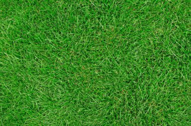 Çimenler, yaklaşın.