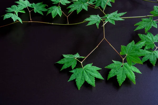 Feuilles Érable Minuscules Printemps Isolées Sur Fond Sombre — Photo