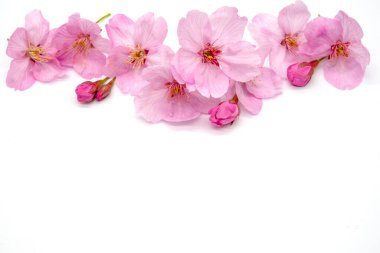 Beyaz arka planda izole edilmiş kiraz çiçeği. bahar çiçeği