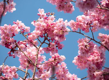 Çiçek açan kiraz çiçekleri gün ışığında