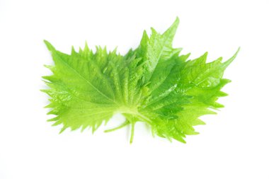  Yeşil perilla beyaz arka planda izole edilmiş. Japon yemeği.