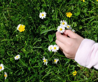 Küçük bir kızın eli çayırda çiçek topluyor.