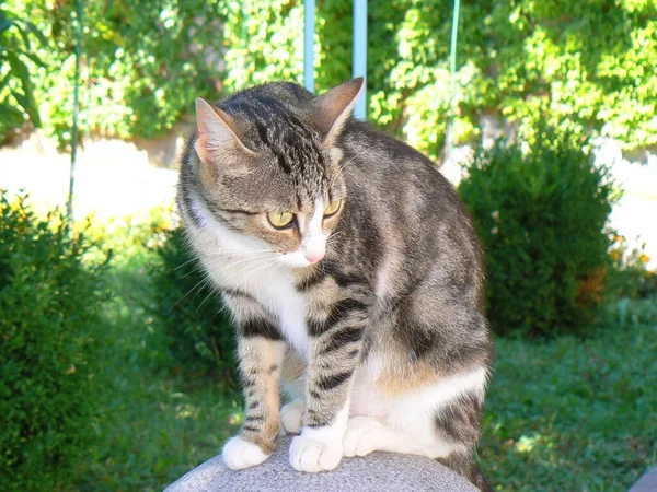 Sitzende Katze Auf Dem Hintergrund Eines Grünen Gartens — Stockfoto