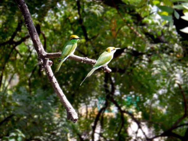 Pássaros Verdes Galho Árvore — Fotografia de Stock