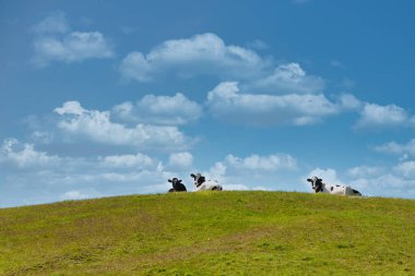 İnekler tepede yatıyor