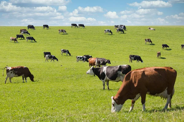 Many Cows Walk Graze — Stock Photo, Image