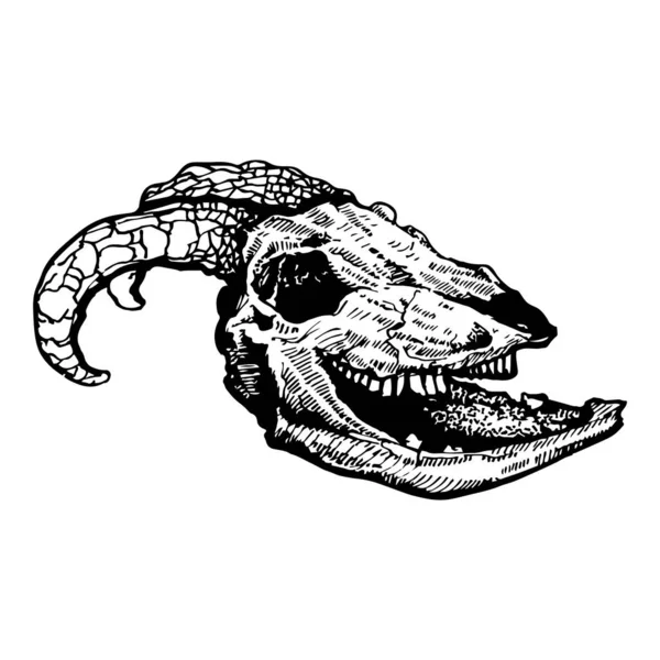Ilustración Gráfica Vectorial Del Cráneo Cabra — Vector de stock