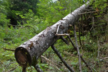 İtalya 'nın Trentino Alto Adige ormanındaki devrilmiş ağaçlar 
