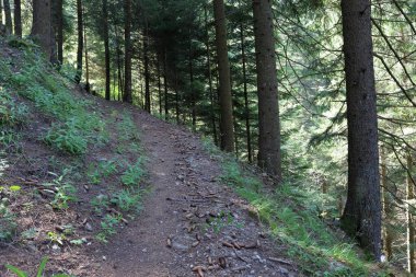 İtalya, Trentino Alto Adige 'de orman ve doğa