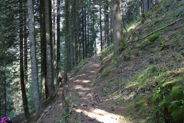 Bosco Natura Trentino Alto Adige Italia — Foto Stock